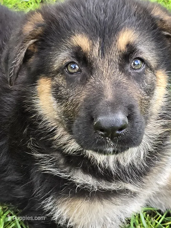 THOR – German Shepherd Dog puppy for sale in Exeter, MO