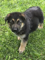 THOR, a male German Shepherd Dog for sale in Exeter, MO – Photo 7 of 7