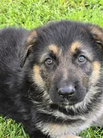 THOR, a male German Shepherd Dog for sale in Exeter, MO – Photo 4 of 7