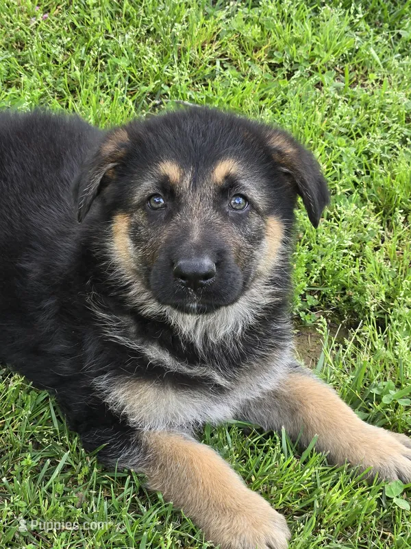 THOR – German Shepherd Dog puppy for sale in Exeter, MO