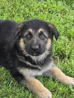 THOR, a male German Shepherd Dog for sale in Exeter, MO – Photo 6 of 7