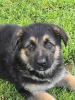 THOR, a male German Shepherd Dog for sale in Exeter, MO – Photo 5 of 7