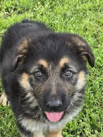 THOR, a male German Shepherd Dog for sale in Exeter, MO – Photo 2 of 7