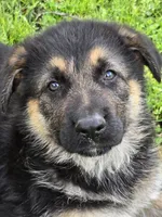 THOR, a male German Shepherd Dog for sale in Exeter, MO – Photo 3 of 7