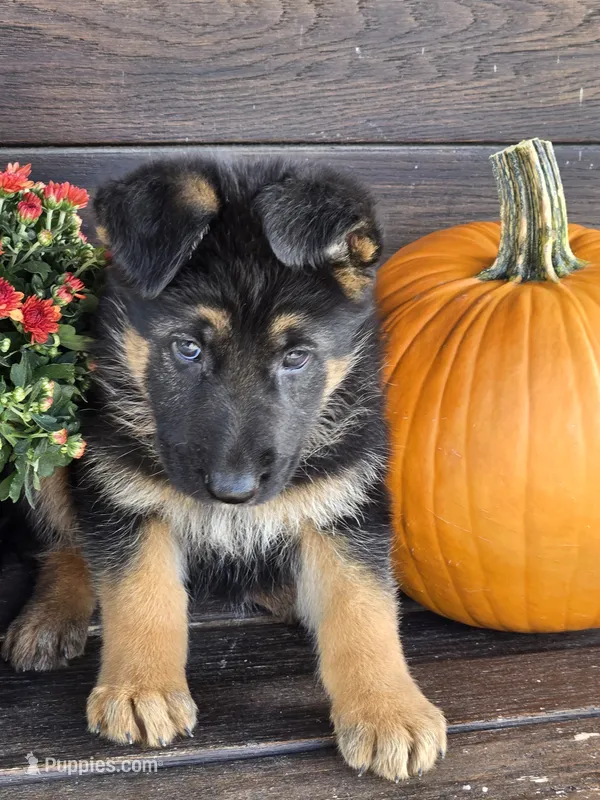 KOBALT – German Shepherd Dog puppy for sale in Exeter, MO