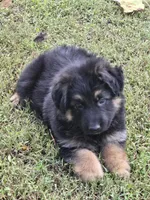 KILO, a male German Shepherd Dog for sale in Exeter, MO – 5 of 8