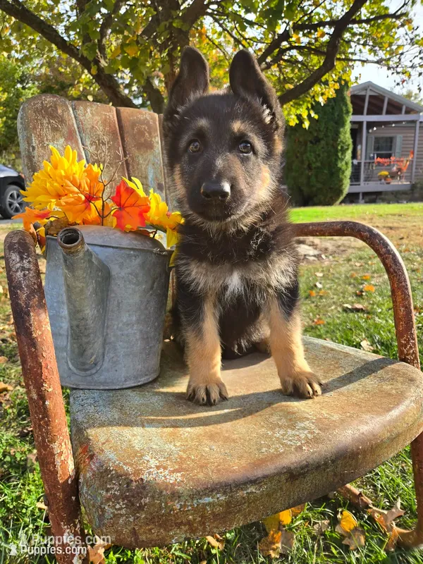 NASH – German Shepherd Dog puppy for sale in Exeter, MO