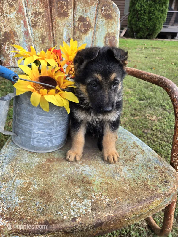 GRETA – German Shepherd Dog puppy for sale in Exeter, MO