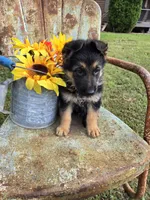 GRETA, a female German Shepherd Dog for sale in Exeter, MO – 1 of 7
