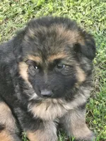 KODA, a male German Shepherd Dog for sale in Exeter, MO – Photo 5 of 8