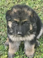KODA, a male German Shepherd Dog for sale in Exeter, MO – Photo 6 of 8
