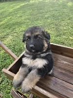 KODA, a male German Shepherd Dog for sale in Exeter, MO – Photo 3 of 8