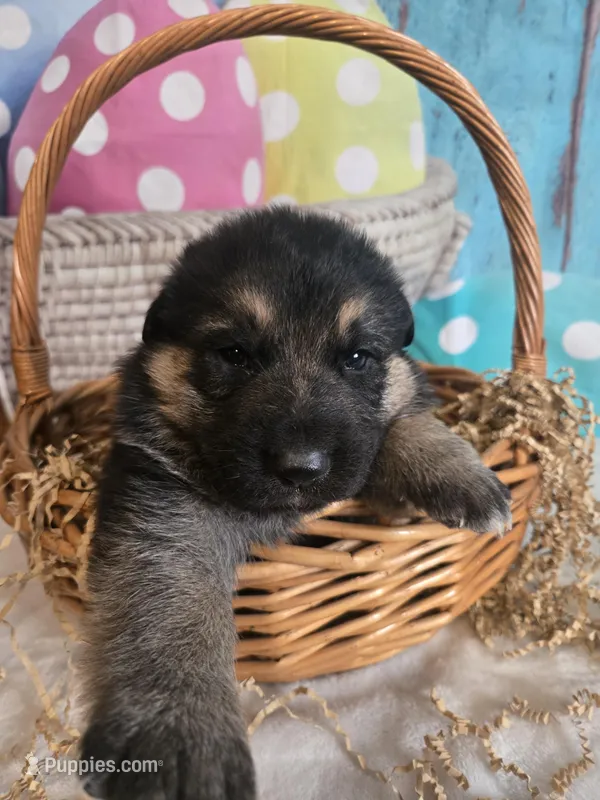 Titan – German Shepherd Dog puppy for sale in Exeter, MO