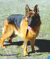 Jax, a male German Shepherd Dog for sale in Exeter, MO – Photo 5 of 6