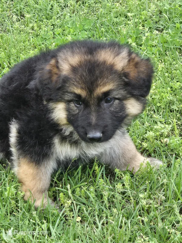 KODA – German Shepherd Dog puppy for sale in Exeter, MO