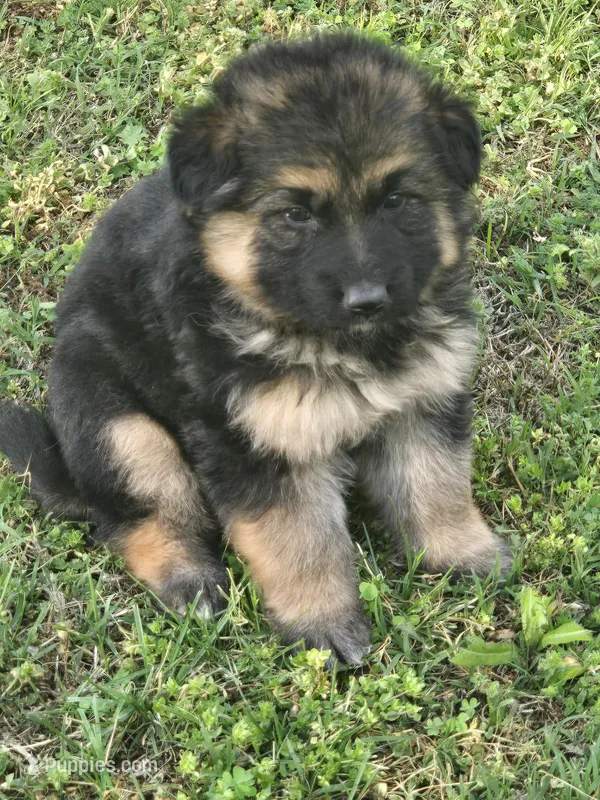 KODA – German Shepherd Dog puppy for sale in Exeter, MO