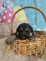 Titan, a male German Shepherd Dog for sale in Exeter, MO – Photo 4 of 4