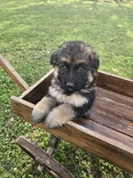 KODA, a male German Shepherd Dog for sale in Exeter, MO – Photo 4 of 8