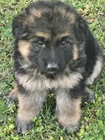 KODA, a male German Shepherd Dog for sale in Exeter, MO – Photo 1 of 8