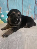 Titan, a male German Shepherd Dog for sale in Exeter, MO – Photo 2 of 4