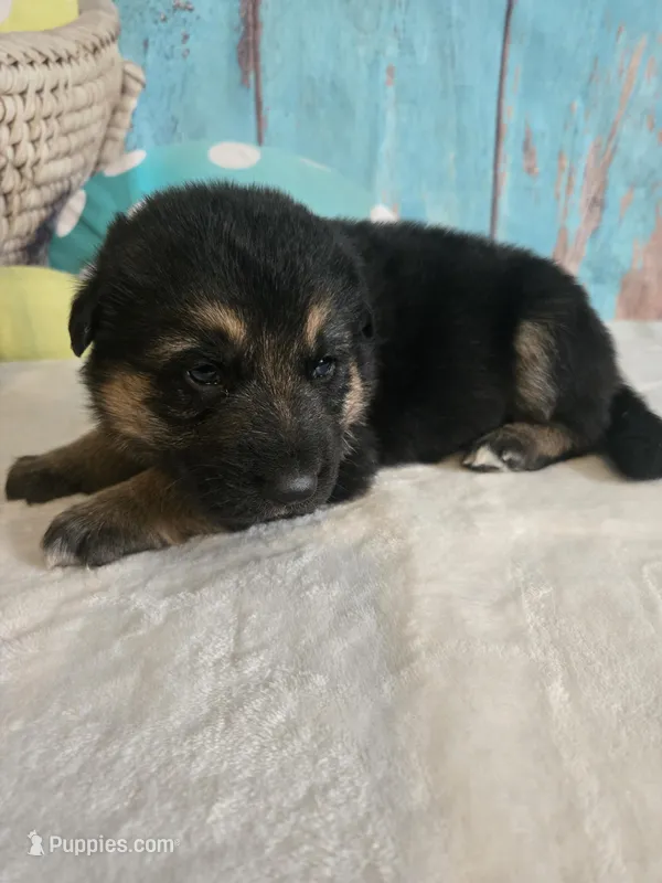 Jax – German Shepherd Dog puppy for sale in Exeter, MO