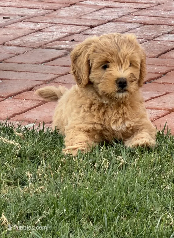 Mabel – Goldendoodle puppy for sale in Costa Mesa, CA