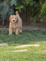 Mabel, a female Goldendoodle for sale in Costa Mesa, CA – 3 of 3