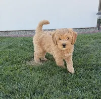 Mabel, a female Goldendoodle for sale in Costa Mesa, CA – 2 of 3