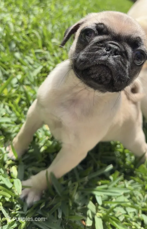 Winston – Pug puppy for sale in Houston, TX