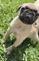 Winston, a male Pug for sale in Houston, TX – 1 of 4