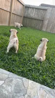 Winston, a male Pug for sale in Houston, TX – 2 of 4