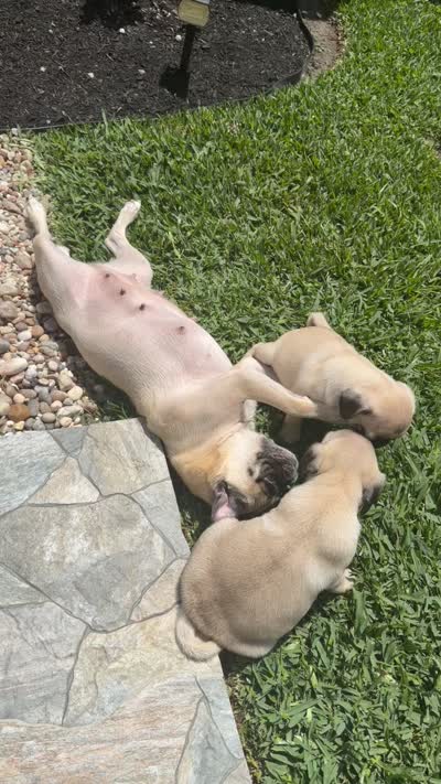 Winston, a male Pug for sale in Houston, TX – 3 of 4