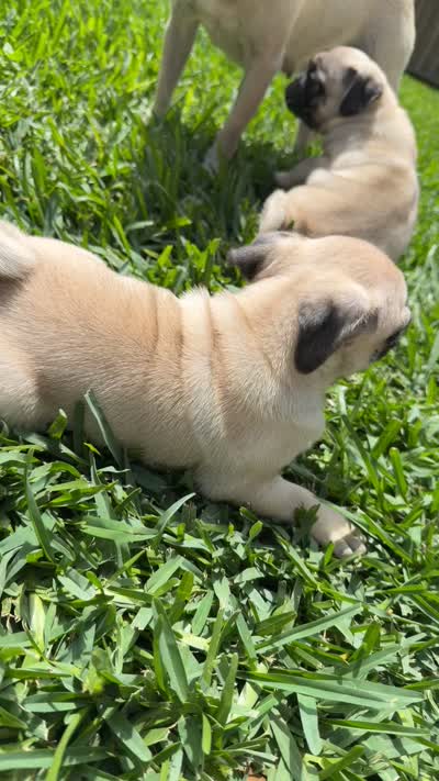 Winston, a male Pug for sale in Houston, TX – 4 of 4