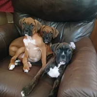 Cloey , a female Boxer for sale in Bow, WA – 3 of 7