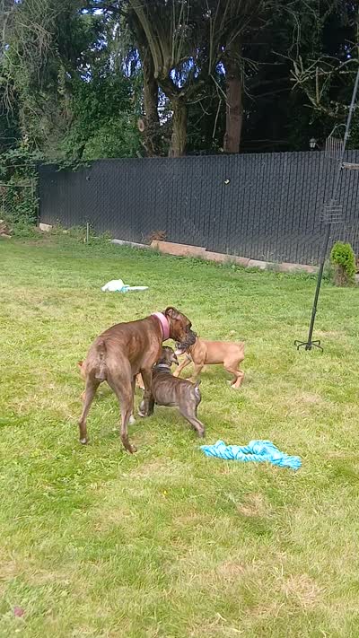 Suzy, a female Boxer for sale in Bow, WA – 3 of 3