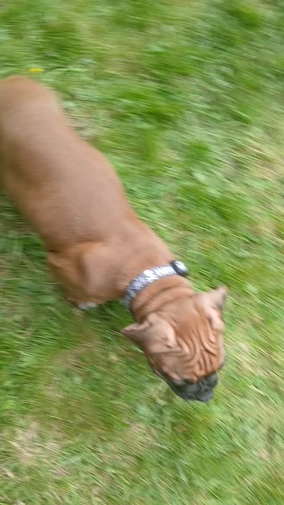 Little Miss , a female Boxer for sale in Bow, WA – 2 of 2