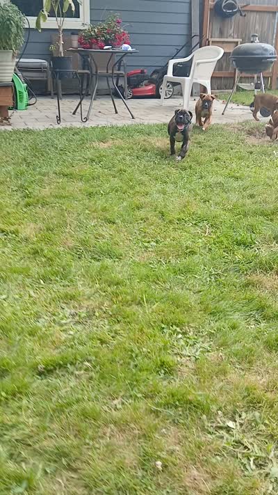 Cloey , a female Boxer for sale in Bow, WA – 2 of 2
