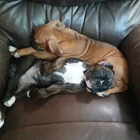 Cloey , a female Boxer for sale in Bow, WA – 4 of 7