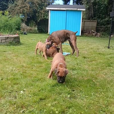 Liberty , a female Boxer for sale in Bow, WA – 4 of 4