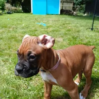 Liberty , a female Boxer for sale in Bow, WA – 1 of 4