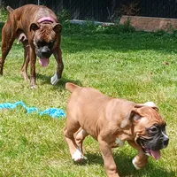 Suzy, a female Boxer for sale in Bow, WA – 2 of 3