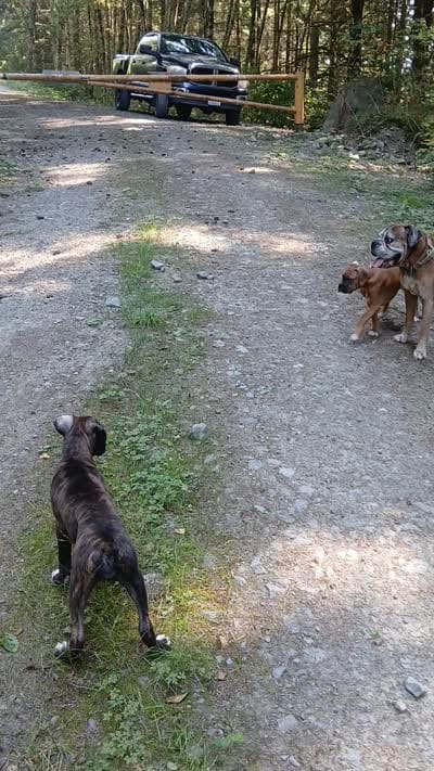 Cloey , a female Boxer for sale in Bow, WA – 6 of 7