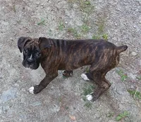 Cloey , a female Boxer for sale in Bow, WA – 2 of 7