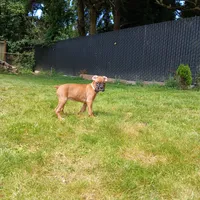 Liberty , a female Boxer for sale in Bow, WA – 3 of 4