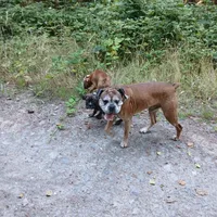 Cloey , a female Boxer for sale in Bow, WA – 5 of 7
