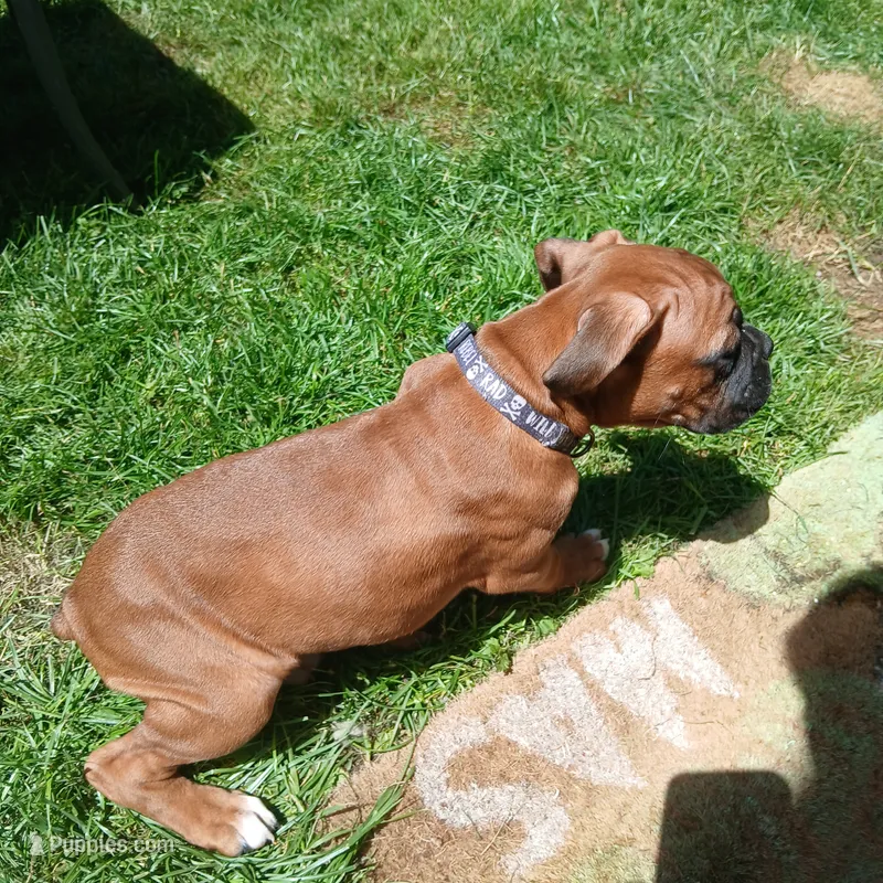 Little Miss  – Boxer puppy for sale in Bow, WA