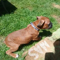 Little Miss , a female Boxer for sale in Bow, WA – 1 of 2