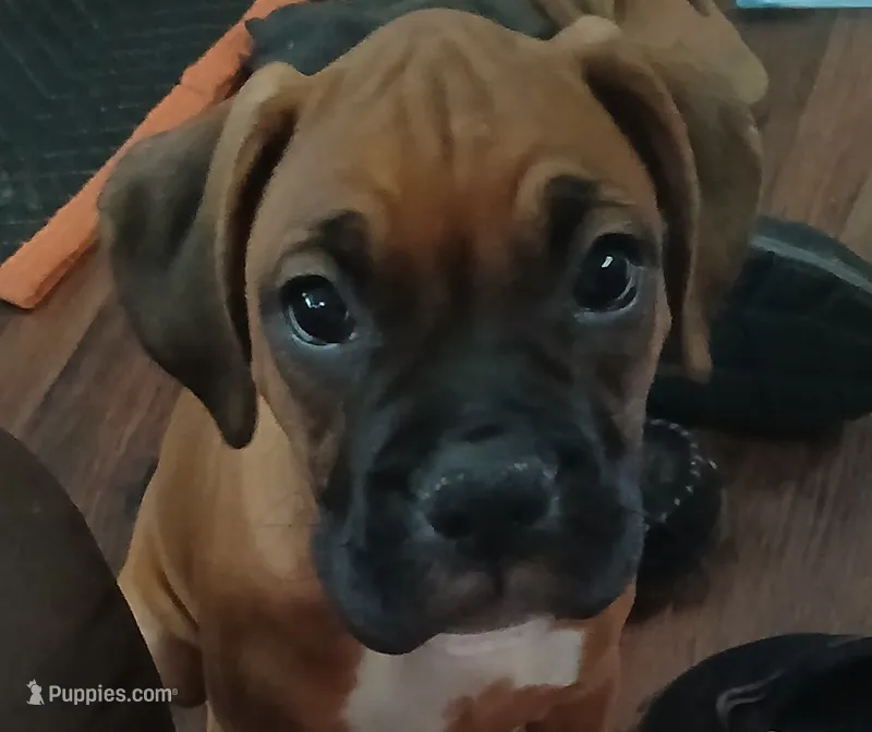 Liberty  – Boxer puppy for sale in Bow, WA
