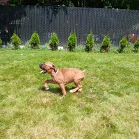 Liberty , a female Boxer for sale in Bow, WA – 2 of 4