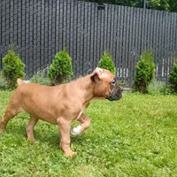 Suzy, a female Boxer for sale in Bow, WA – 1 of 3